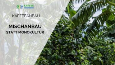 So geht nachhaltiger Kaffeeanbau: der Vorteil kleinbäuerlicher Permakultur im Vergleich zu Kaffeeplantagen